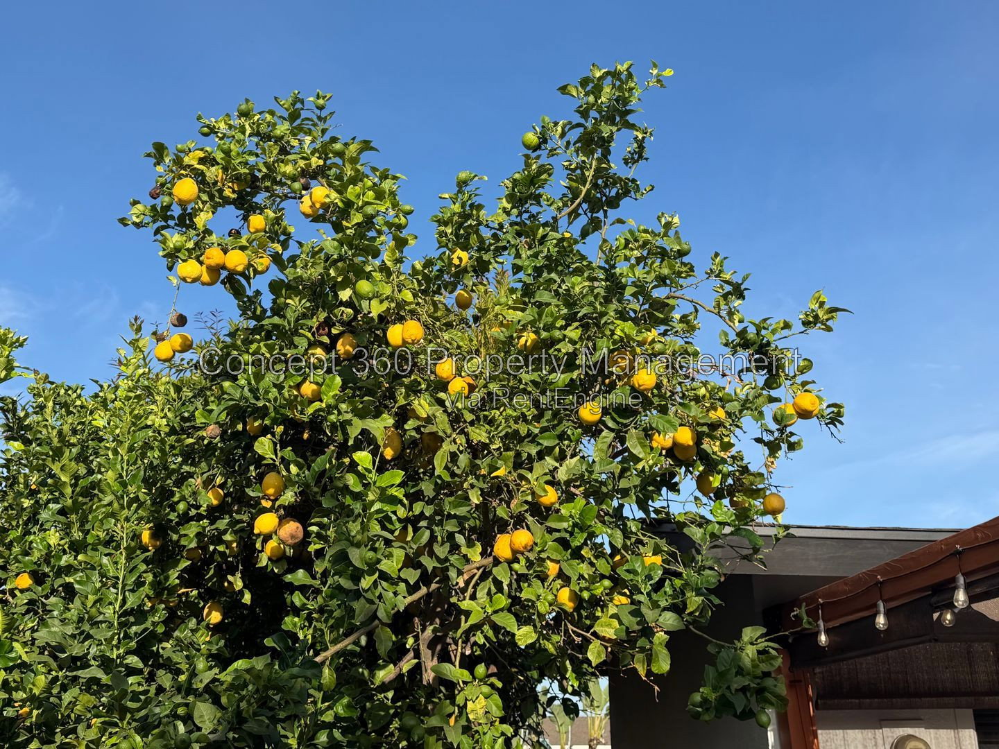 Gallery Image 46