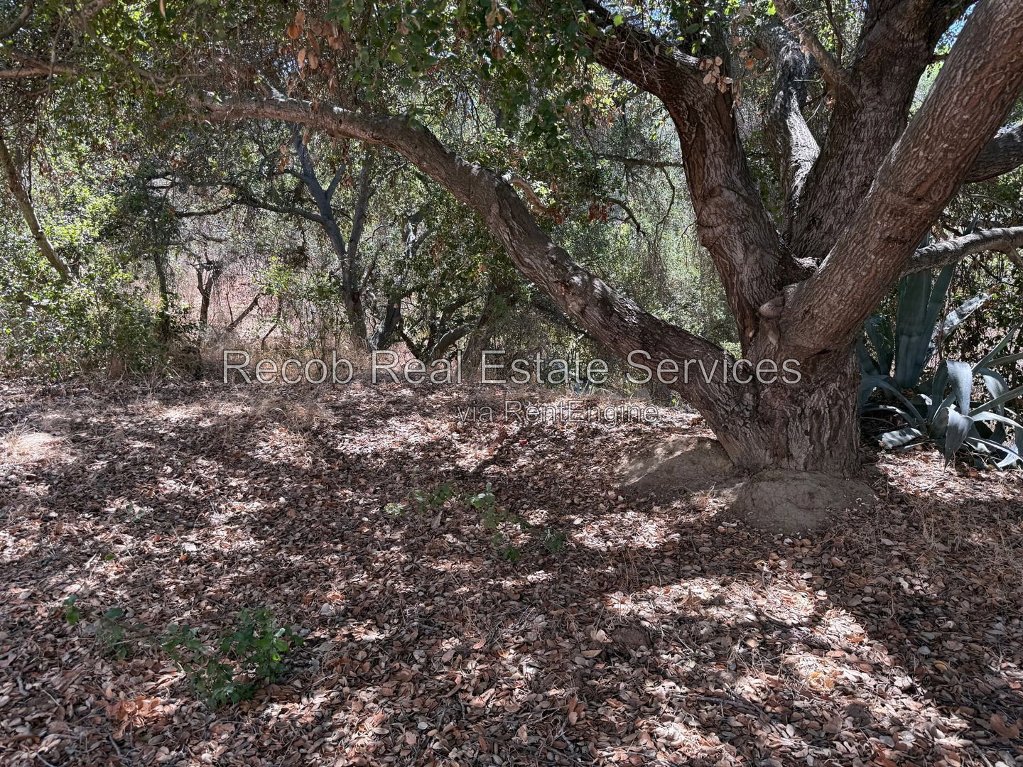 Gallery Image 10
